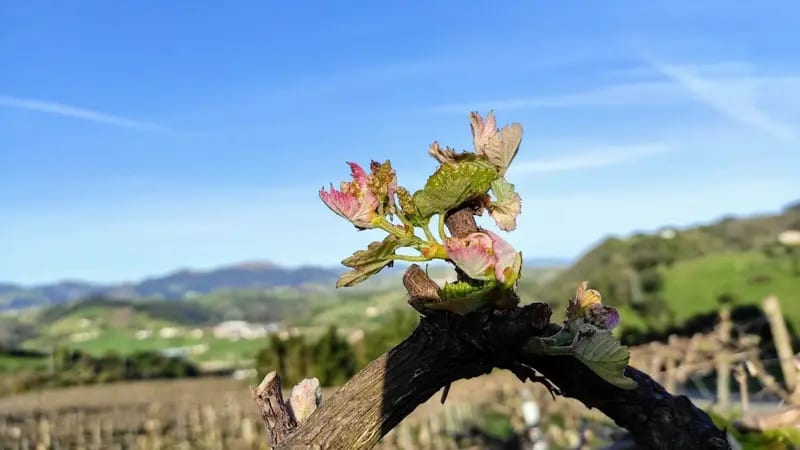 Viñas de txakoli junto a A.Berri, en Getaria